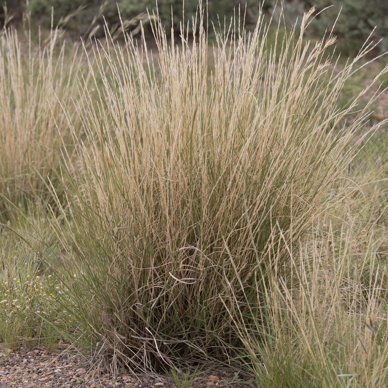 Aristida nitidula photo 7