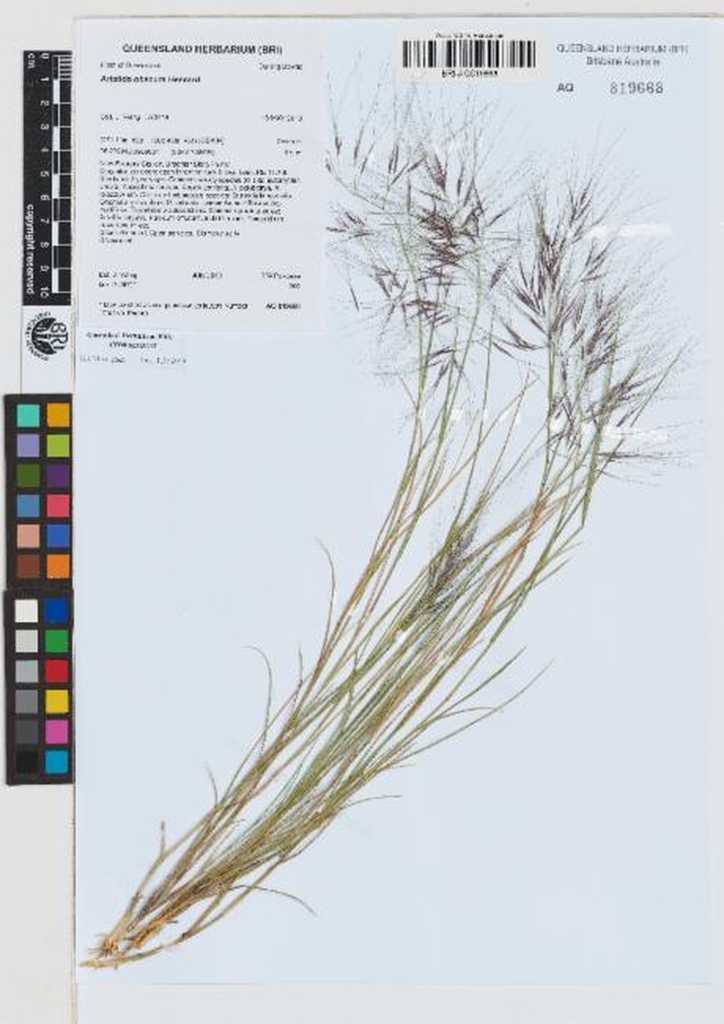 Aristida obscura photo 2