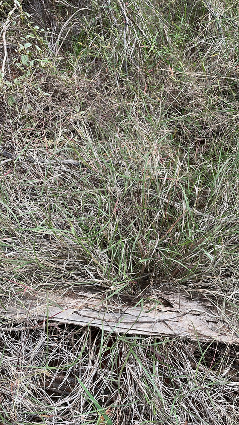 Aristida obscura photo 3