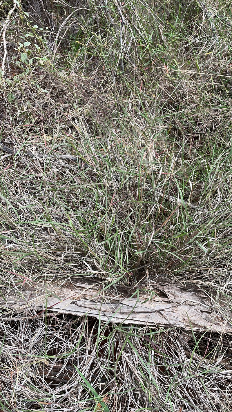 Aristida obscura photo 4