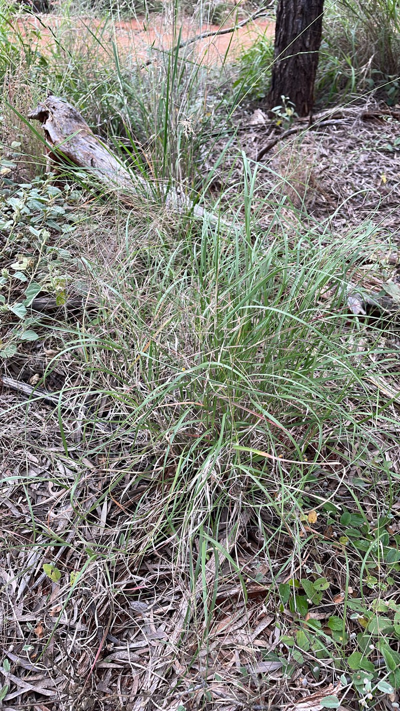 Aristida obscura photo 5