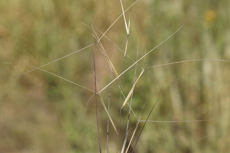 Prairie Threeawn photo 2