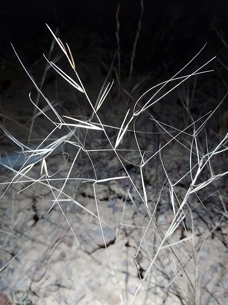 Prairie Threeawn photo 3
