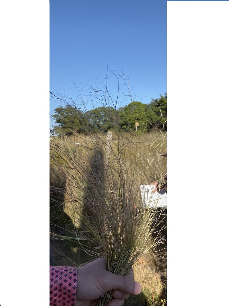 Prairie Threeawn photo 4