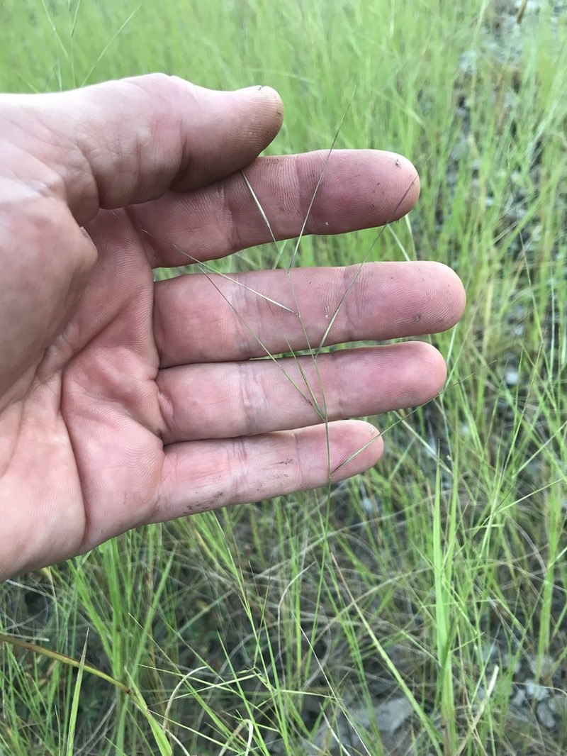Prairie Threeawn photo 5