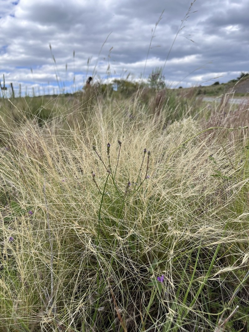 Aristida pallens