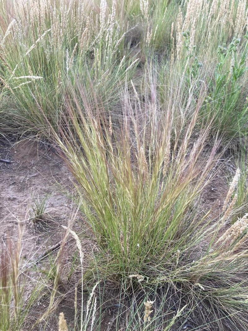 Aristida pallens photo 2
