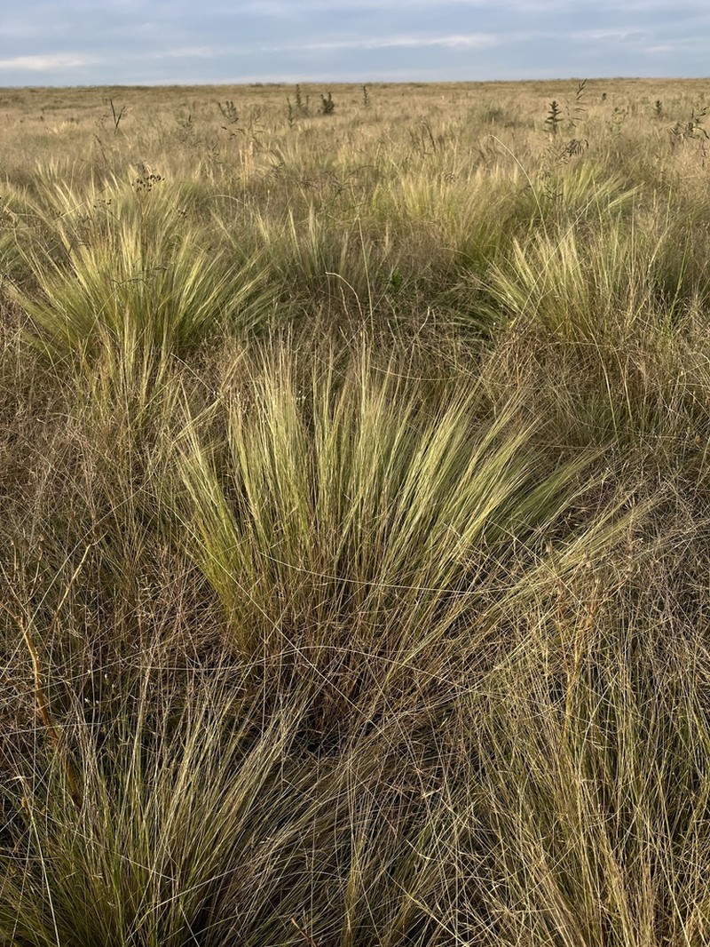 Aristida pallens photo 3