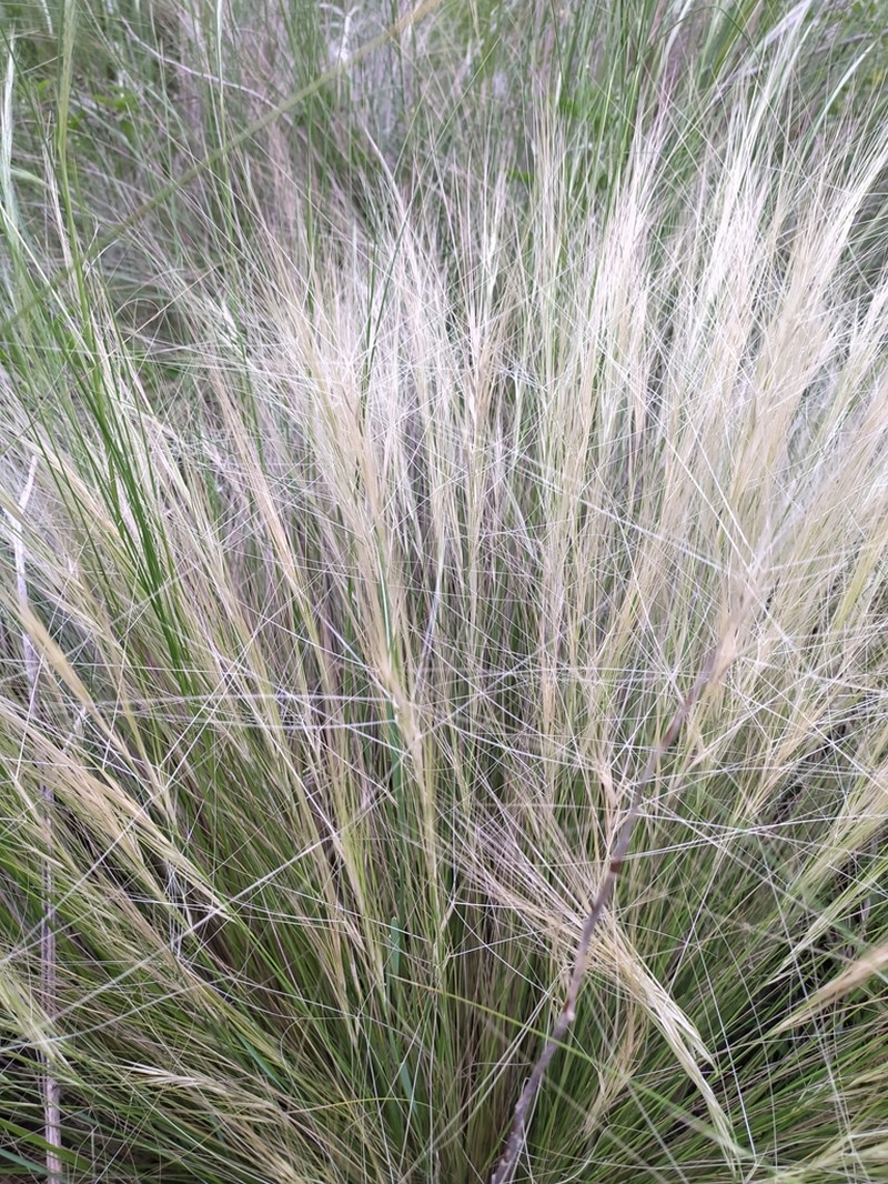 Aristida pallens photo 4