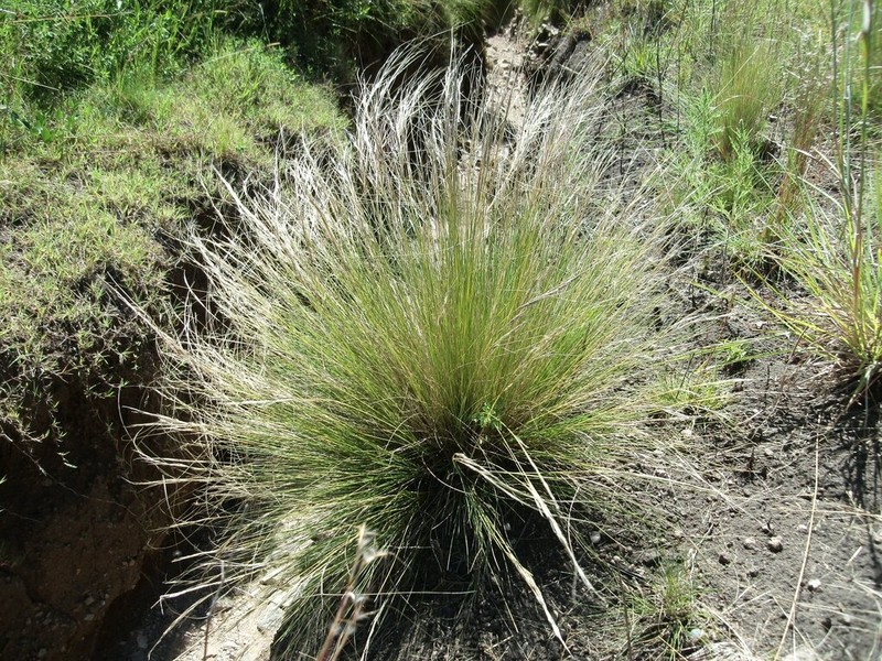 Aristida pallens photo 5