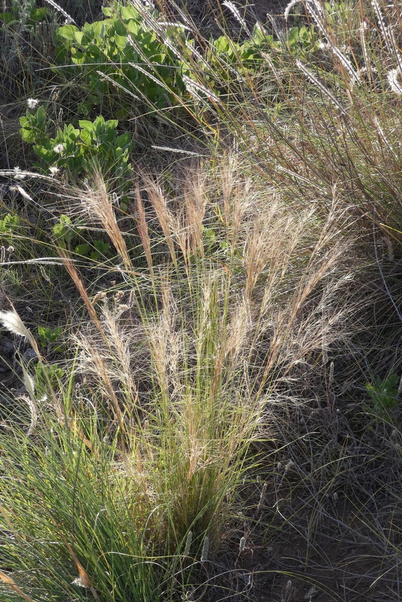 Aristida pallens photo 6