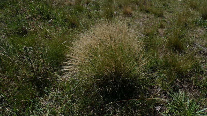 Aristida pallens photo 7