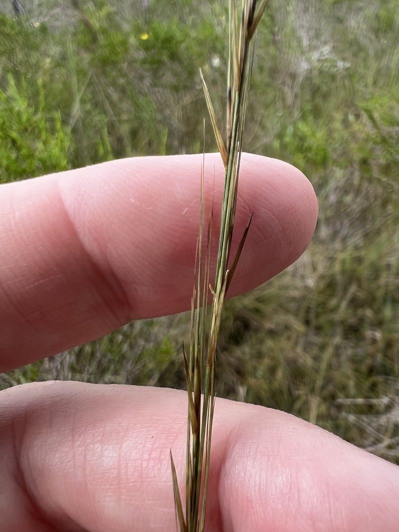 longleaf threeawn