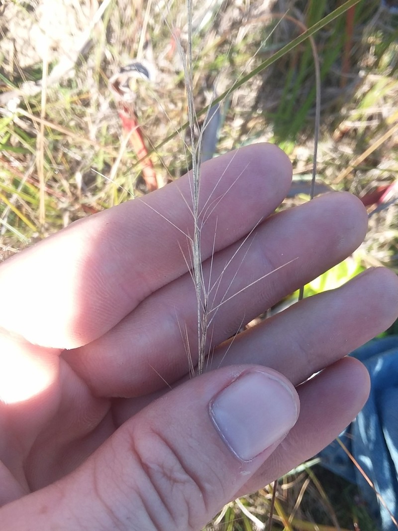 longleaf threeawn photo 2
