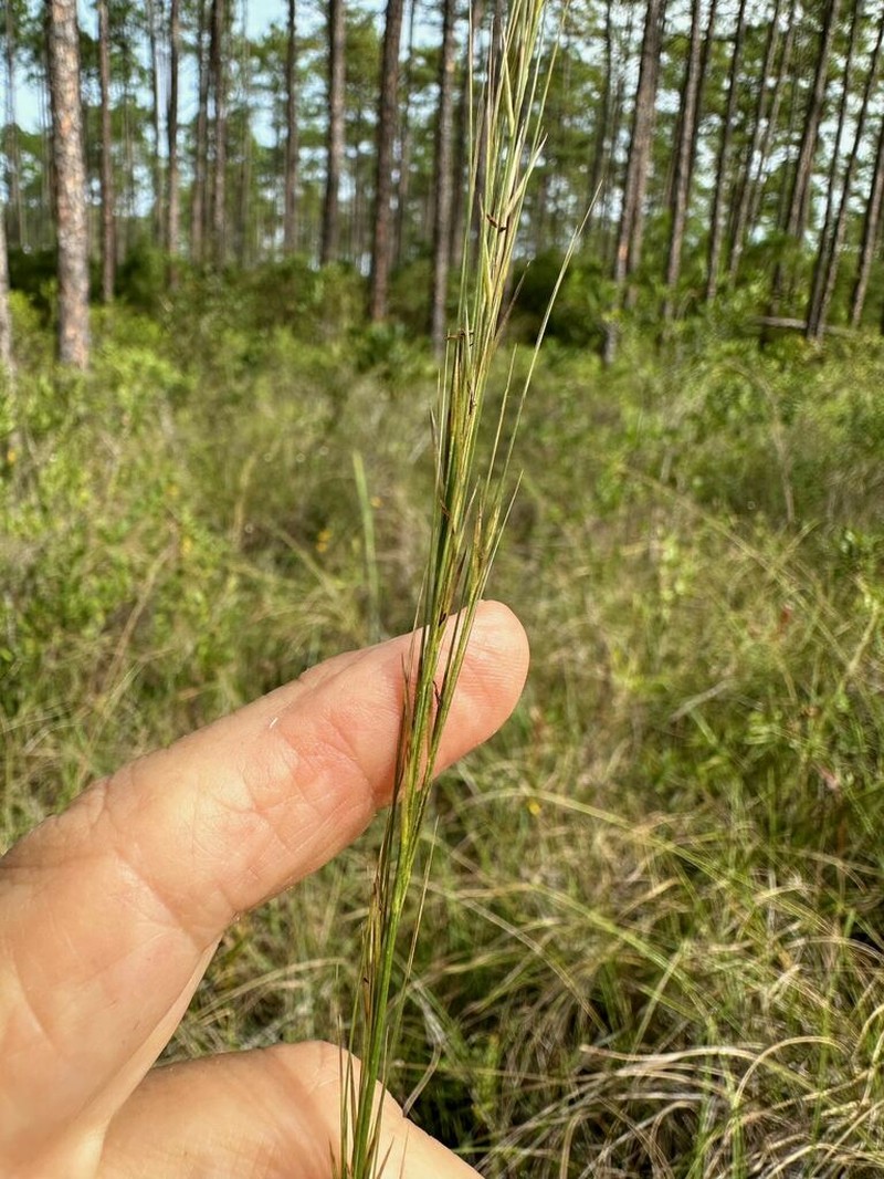 longleaf threeawn photo 3