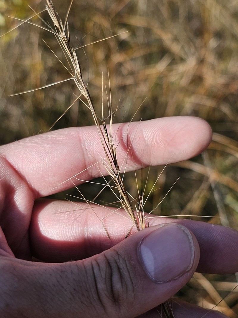 longleaf threeawn photo 4