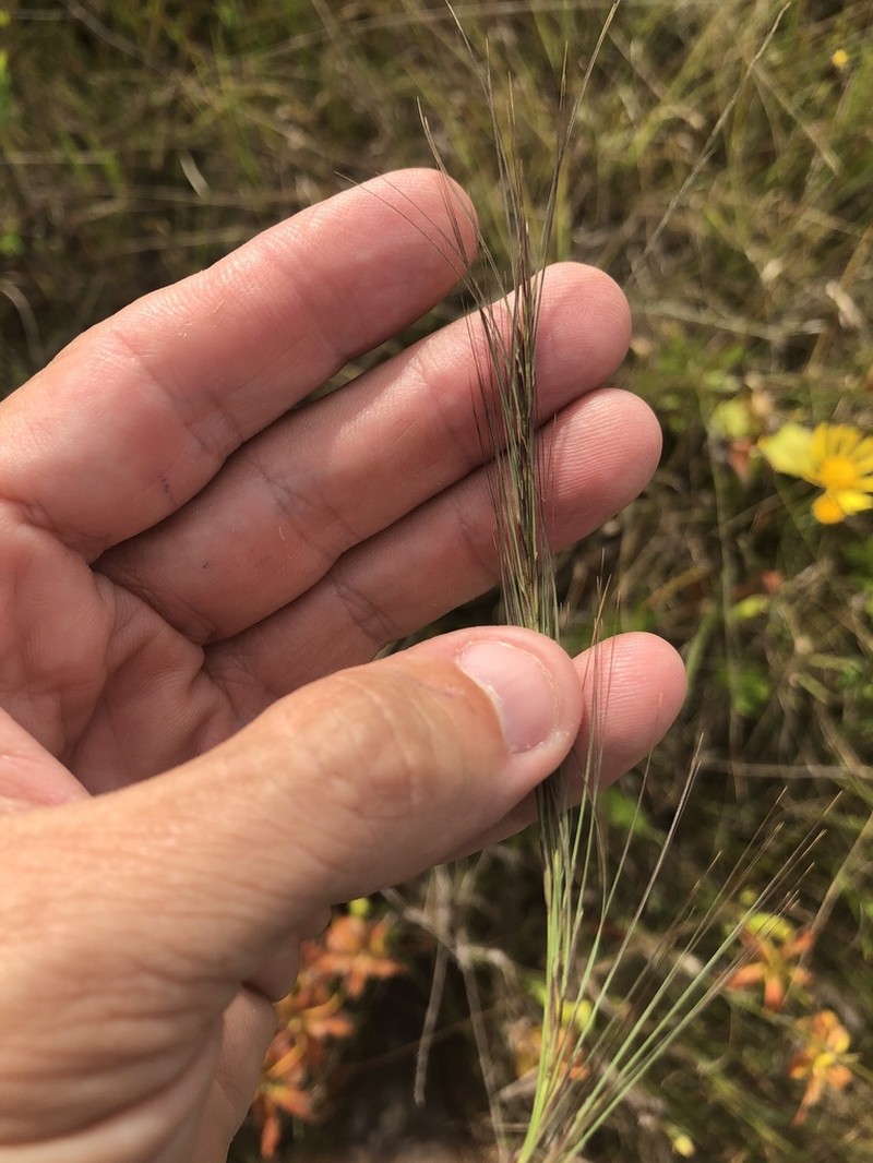 longleaf threeawn photo 5