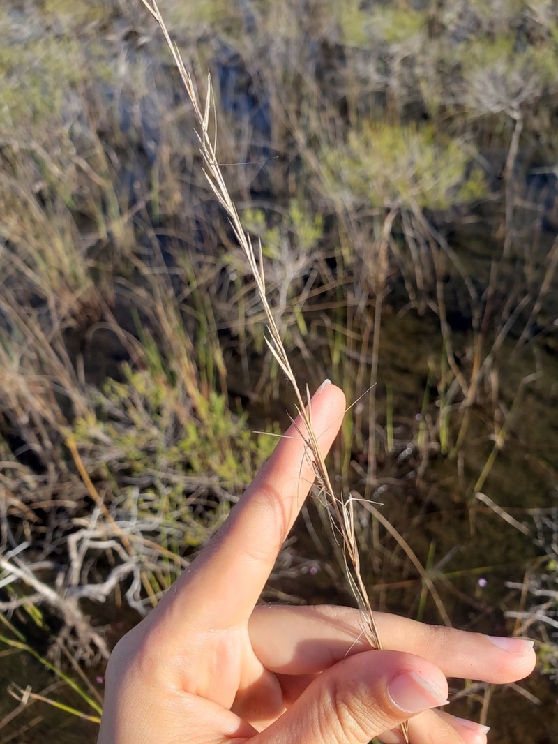 longleaf threeawn photo 6
