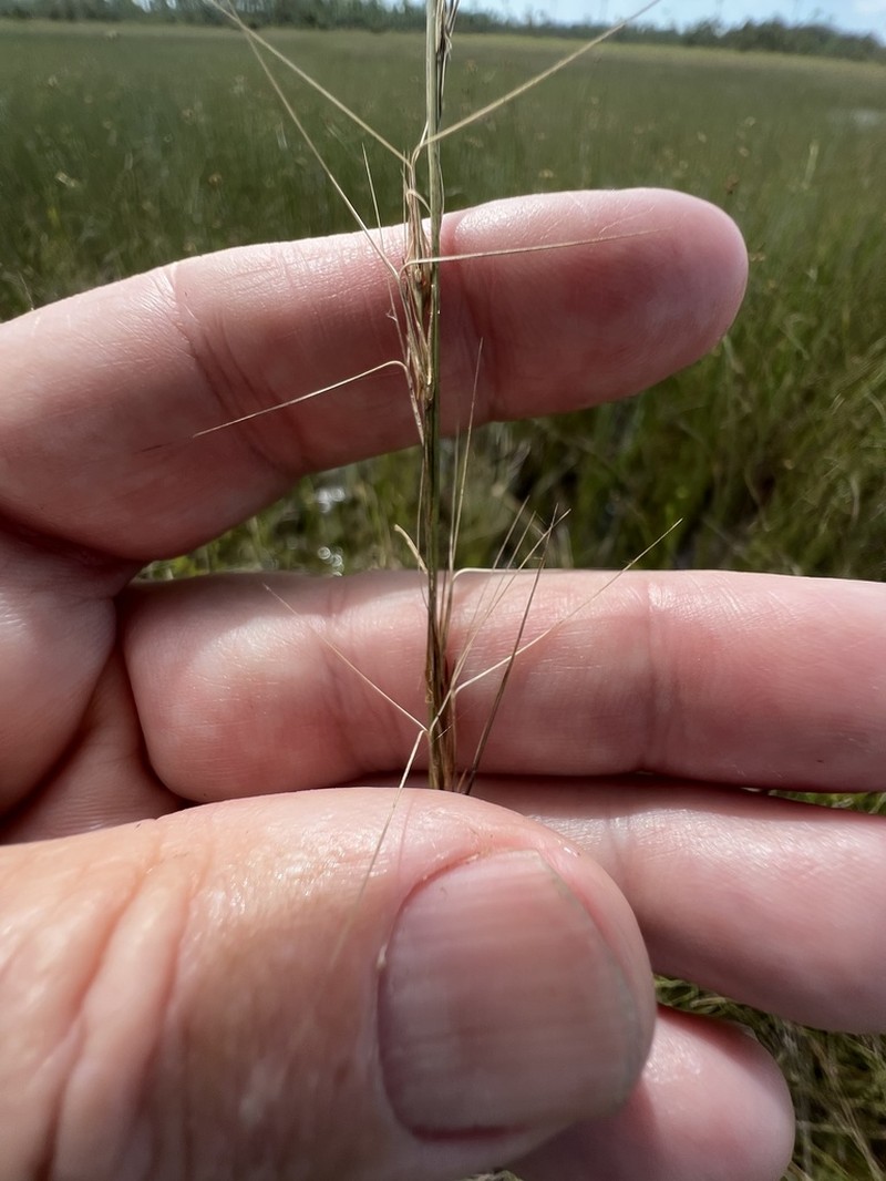 longleaf threeawn photo 7