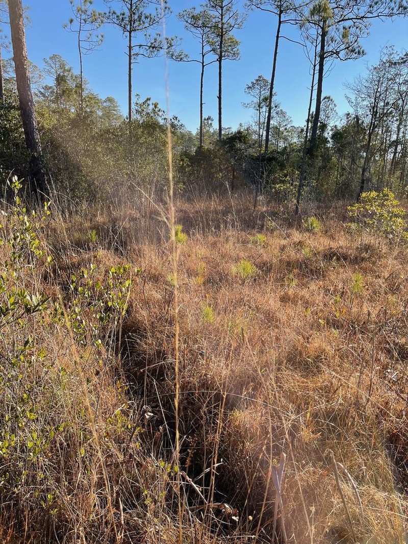 longleaf threeawn photo 8