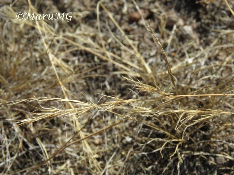Wooton's Threeawn photo 2