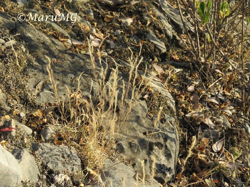 Wooton's Threeawn photo 7