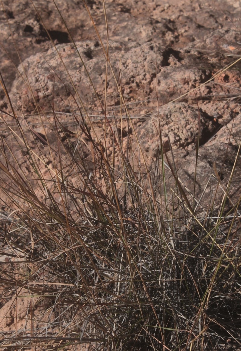 Wooton's Threeawn photo 8