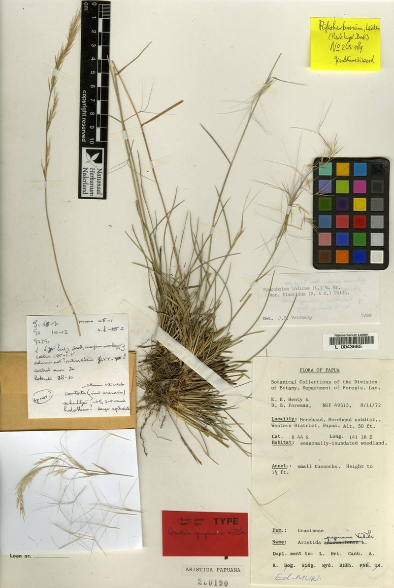 Aristida papuana