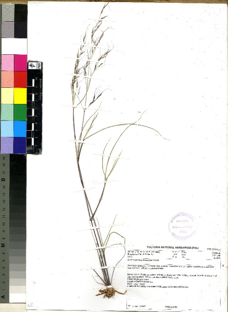 Aristida parvula