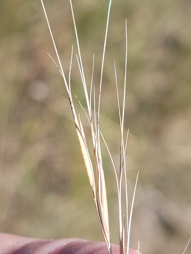 Tall Threeawn photo 3