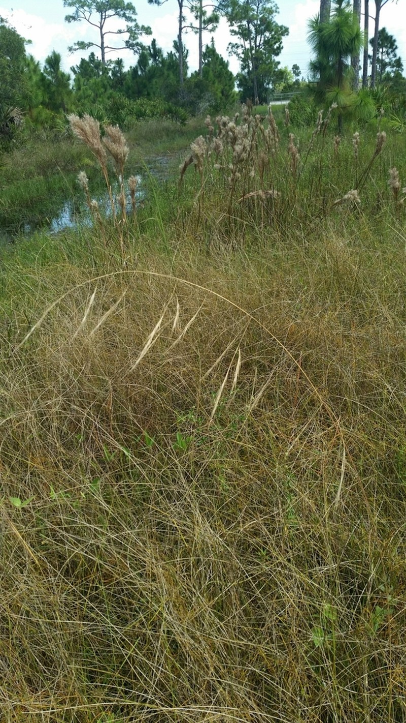 Tall Threeawn photo 8