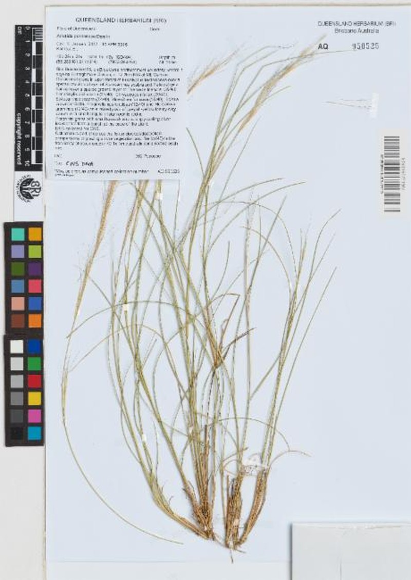 Aristida perniciosa