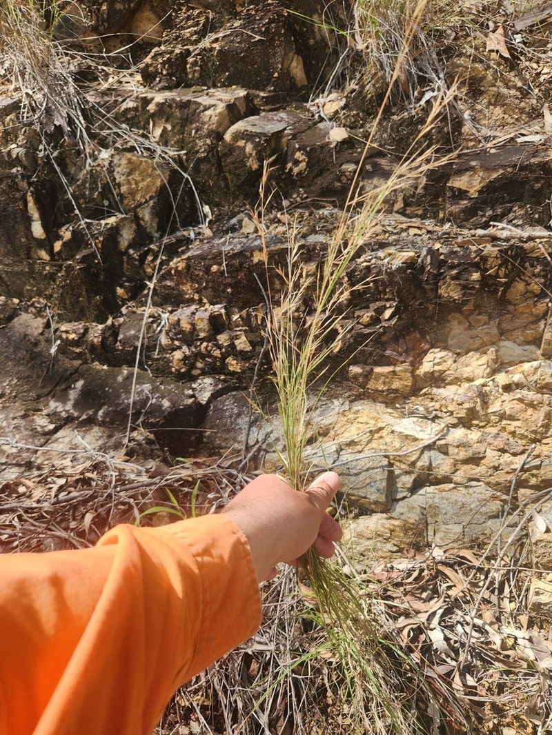 Aristida personata