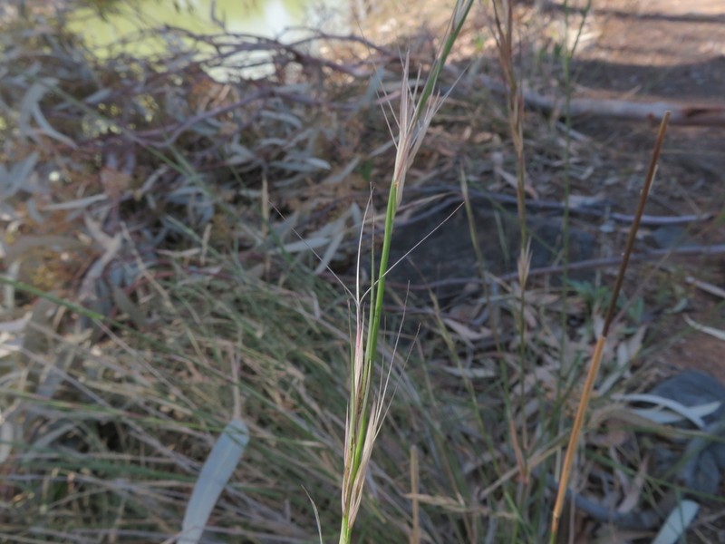 Aristida personata photo 2
