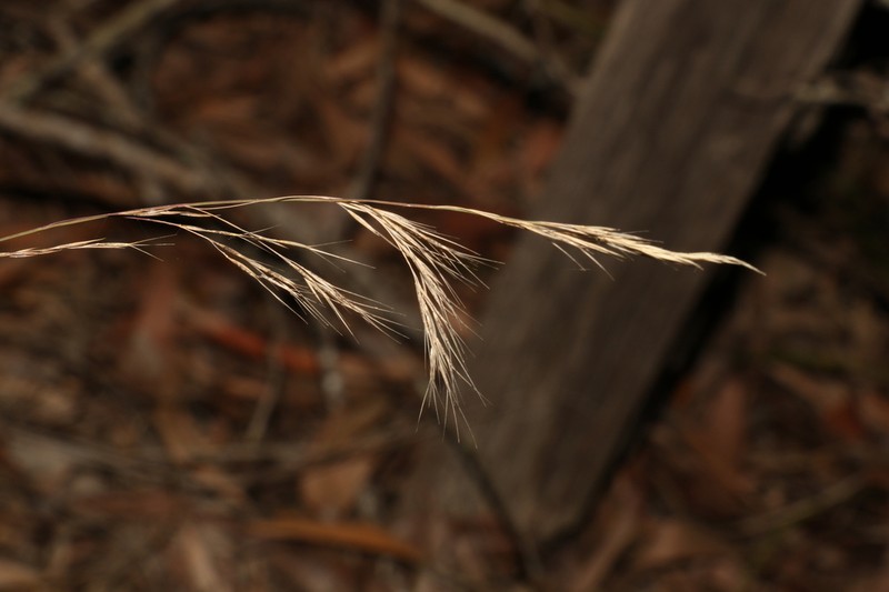 Aristida personata photo 5