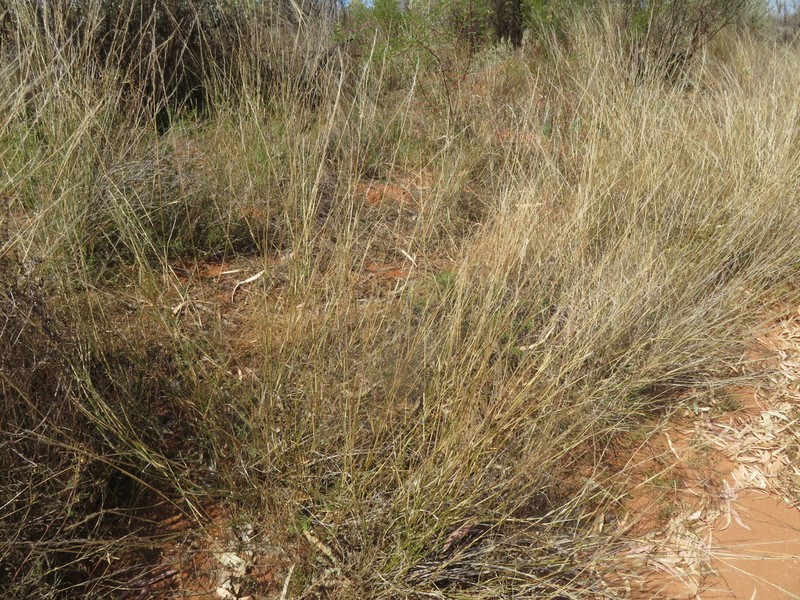 Aristida personata photo 7