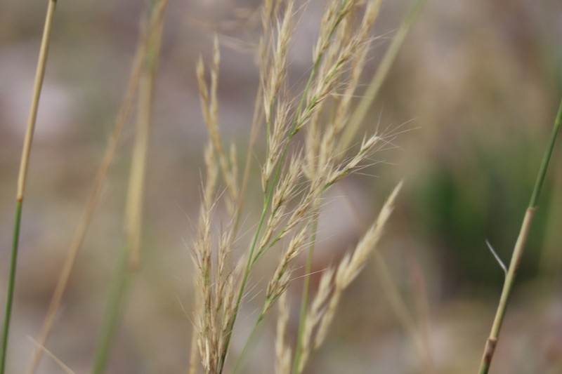 Aristida pilgeri