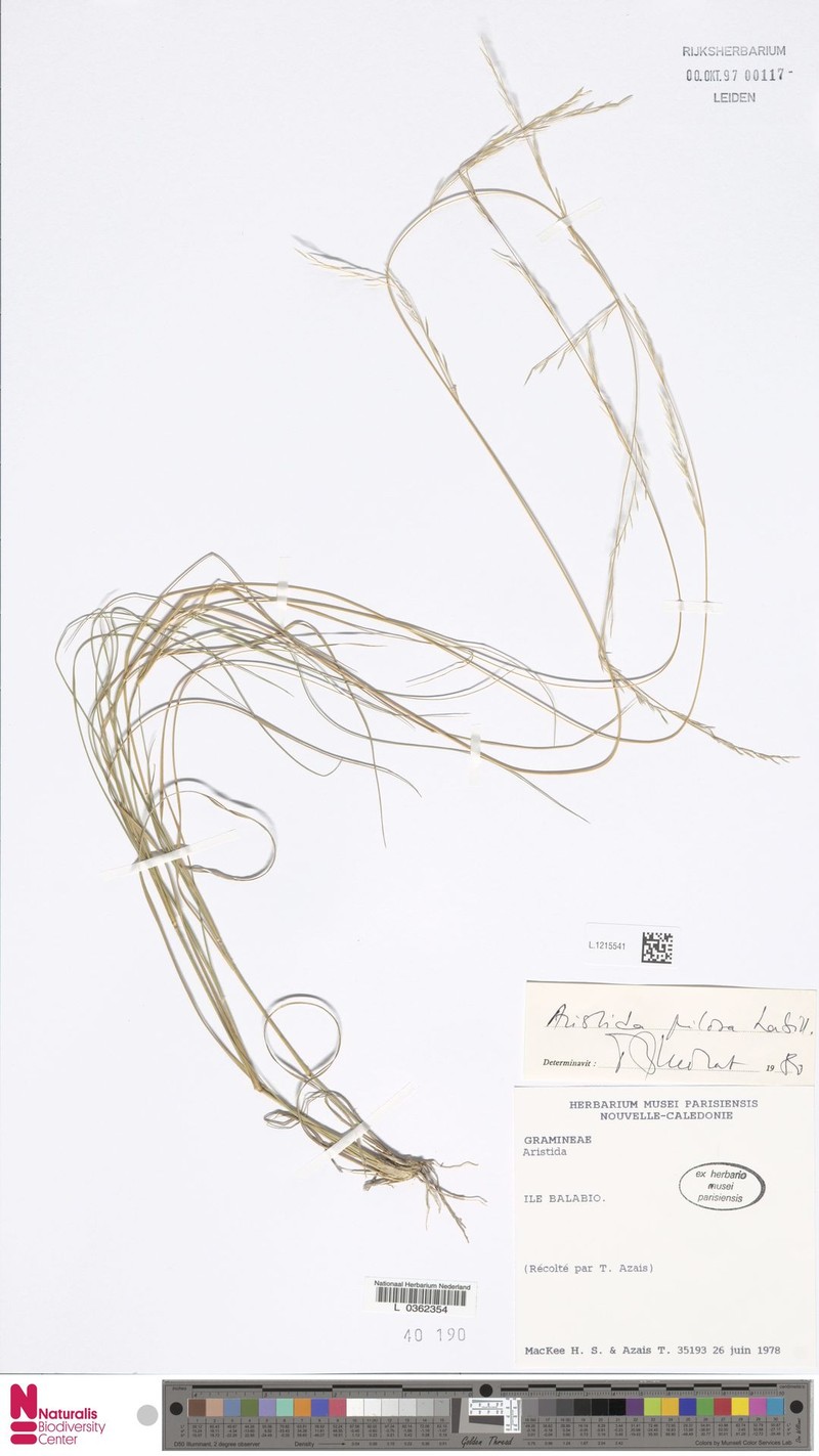 Aristida pilosa