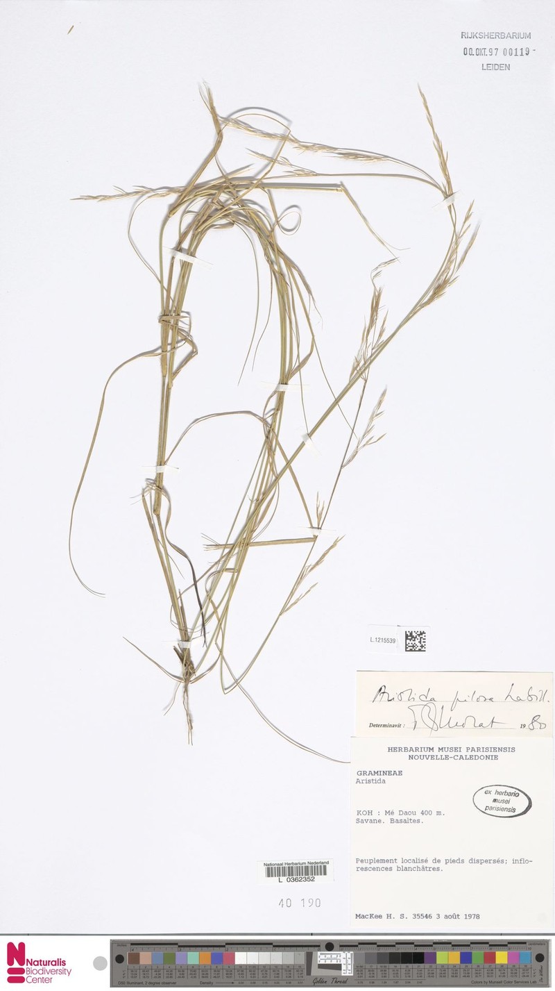 Aristida pilosa photo 2