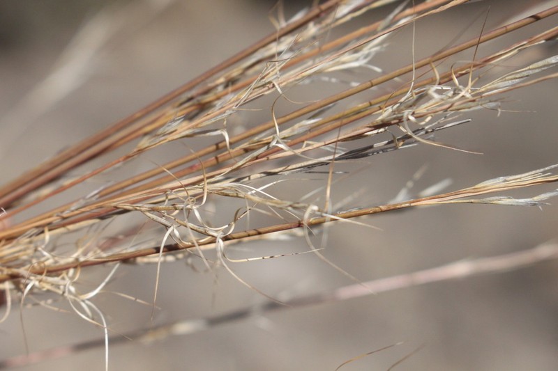 Aristida platychaeta photo 2