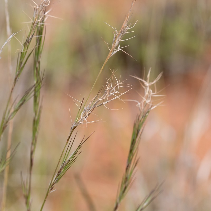 Aristida platychaeta photo 3