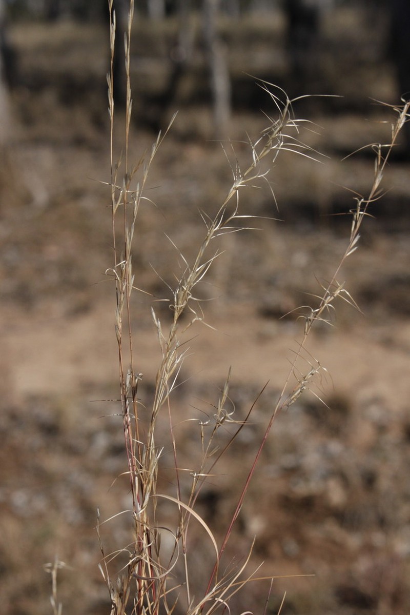 Aristida platychaeta photo 4