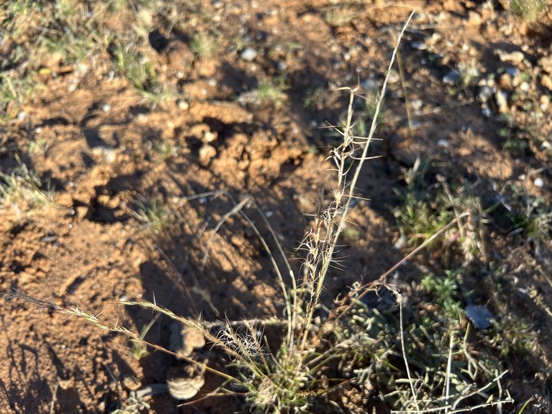 Aristida platychaeta photo 5