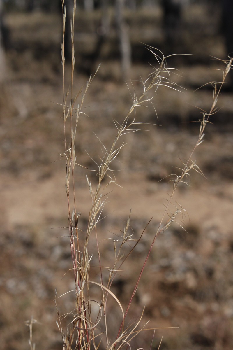 Aristida platychaeta photo 7