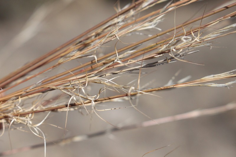 Aristida platychaeta photo 8