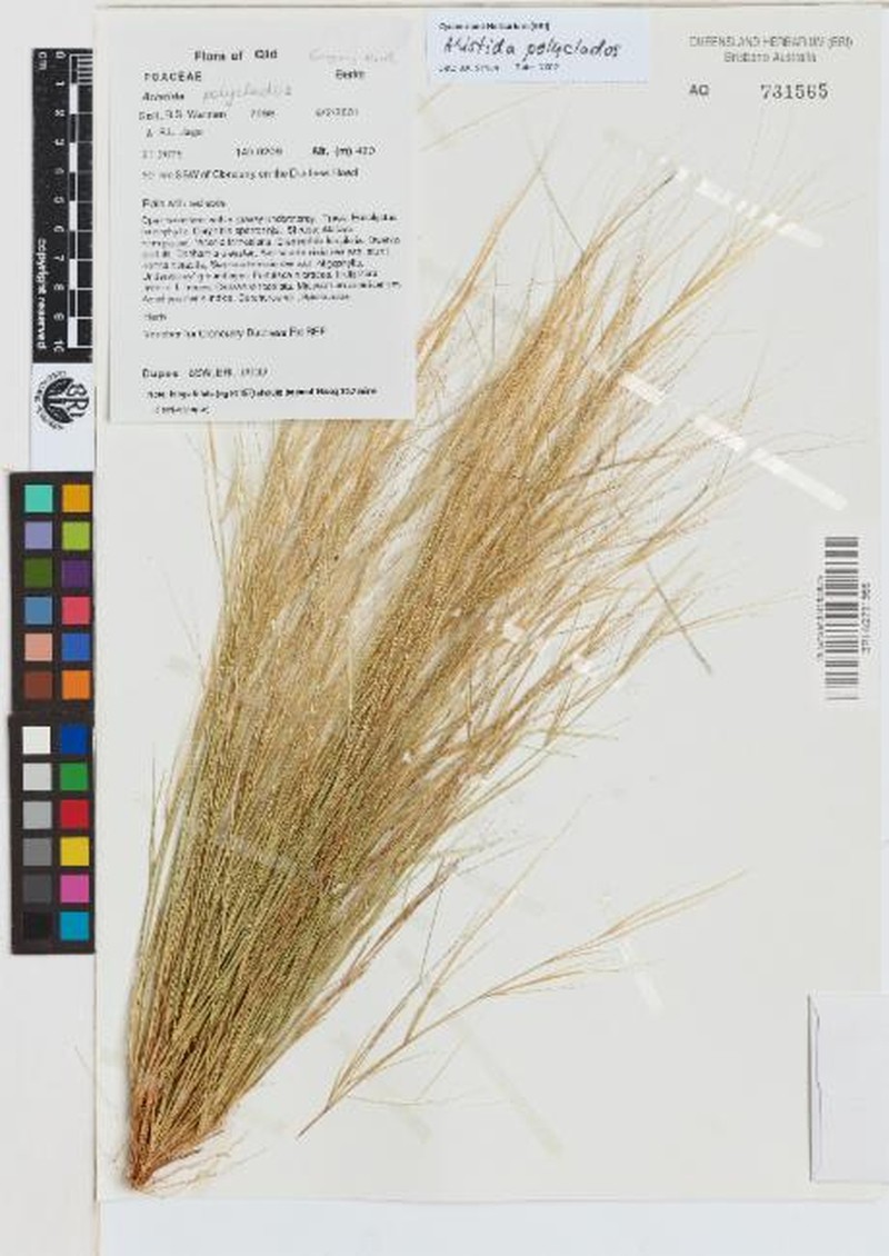 Aristida polyclados