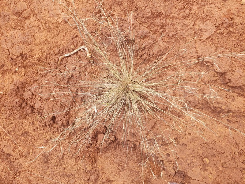 Pelos Del Diablo photo 2