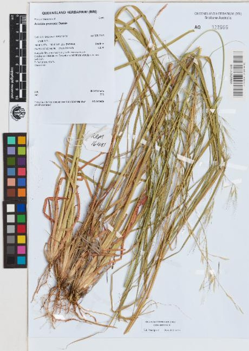 Aristida pruinosa photo 2