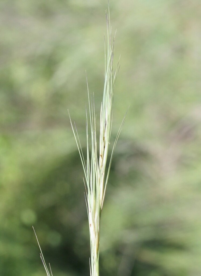 Aristida pruinosa