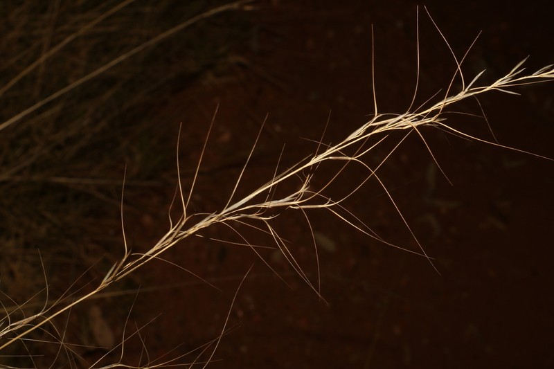 Aristida pruinosa photo 3